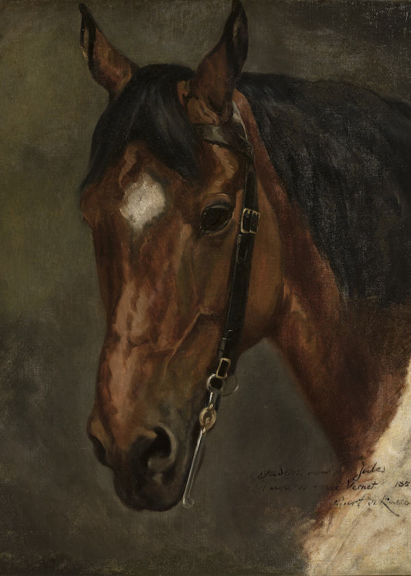A Horse Portrait